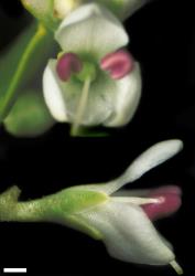 Veronica cockayneana. Bisexual flowers. Scale = 1 mm.
 Image: W.M. Malcolm © Te Papa CC-BY-NC 3.0 NZ